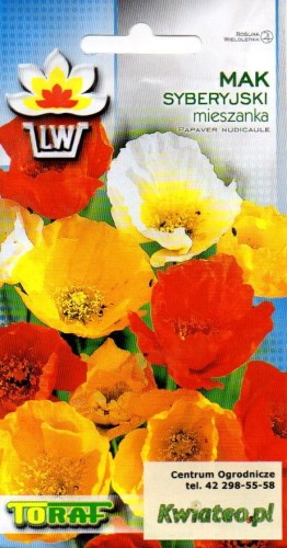 MAK SYBERYJSKI (Papaver nudicaule) mieszanka kolorów nasiona