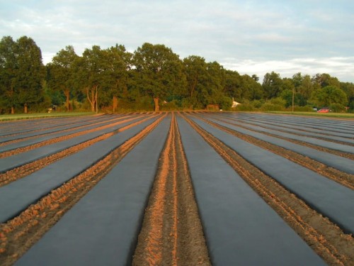 AGROWŁÓKNINA CZARNA DO ŚCIÓŁKOWANIA GLEBY 1,6m x 100mb