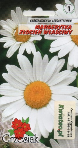 ZŁOCIEŃ WŁAŚCIWY biały (Chrysanthemum leucanthemum) bylina - nasiona MARGERYTKA