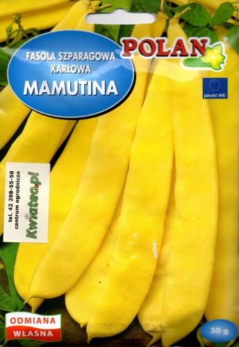 FASOLA 'GOLDMARIE' / 'MAMUTINA' / 'GAZELA' szparagowa wielkostrąkowa typ MAMUT żółta duże fasolki strąki