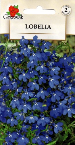 LOBELIA PRZYLĄDKOWA niebieska (Lobelia erinus) nasiona do wysiewu