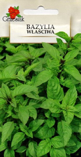 BAZYLIA WŁAŚCIWA zielona (Ocimum basilicum) przyprawa nasiona ziół