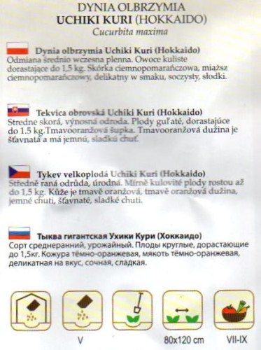 DYNIA 'UCHIKI KURI' HOKKAIDO nasiona sklep ogrodniczy kwiateo online wysiew.jpg