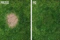 zielona farba do trawy malowanie murawy na zielono spray barwnik barwienie trawnika PRL kwiateo centrum ogrodnicze sklep ogrodniczy ogrodnik poleca baner porównianie.jpg