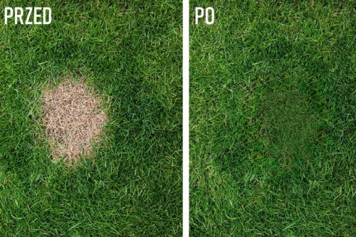 zielona farba do trawy malowanie murawy na zielono spray barwnik barwienie trawnika PRL kwiateo centrum ogrodnicze sklep ogrodniczy ogrodnik poleca baner porównianie.jpg
