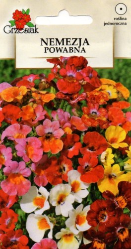 NEMEZJA POWABNA mieszanka kolorów (Nemesia strumosa) nasiona