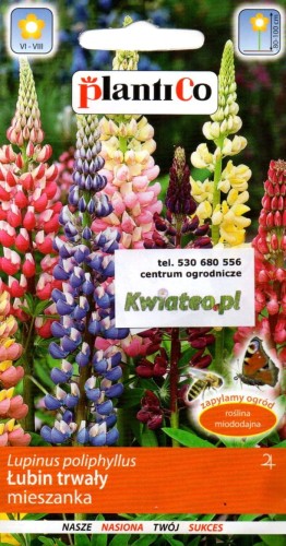 ŁUBIN TRWAŁY nasiona mieszanka kolory (Lupinus polyphyllus) bylina roślina wieloletnia