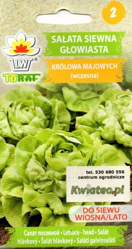 SAŁATA 'Królowa Majowych' głowiasta wczesna siewna masłowa - nasiona do wysiania