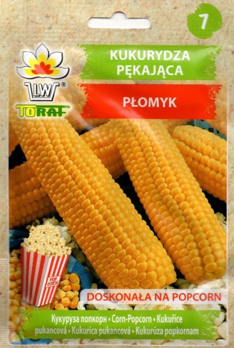 KUKURYDZA PĘKAJĄCA nasiona do wysiewu na pop corn DOBOSZ F1 lub PŁOMYK