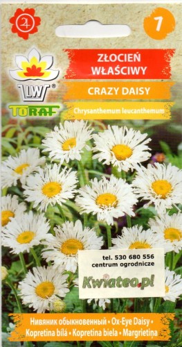 ZŁOCIEŃ wielki 'CRAZY DAISY' półpełny nasiona do wysiewu bylina ozdobna