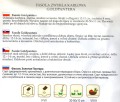 fasola goldpantera gold pantera nasiona smaczna bezłykowa nasiona sklep ogrodniczy ogrodnik kwiateo opis uprawy uprawa