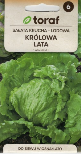 SAŁATA KRUCHA LODOWA głowiasta 'Królowa Lata' nasiona