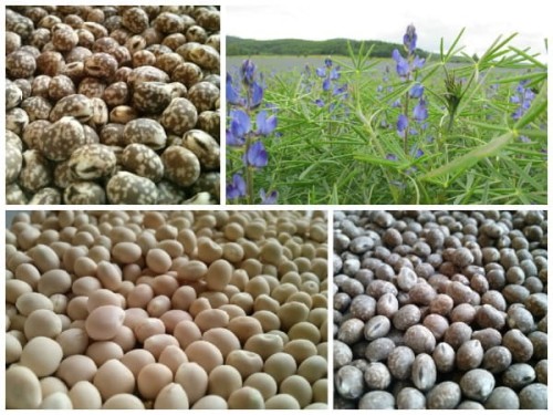 granum lubin-waskolistny nasiona przedplon poplon jakość cena sklep kwiateo.jpg