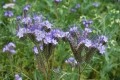 granum facelia-tanacetifolia nasiona przedplon poplon jakość cena sklep kwiateo.jpg