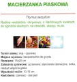 macierzanka piaskowa nasiona roślina wieloletnia odporna sklep z nasionami onlinekwiateo.jpg