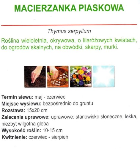 macierzanka piaskowa nasiona roślina wieloletnia odporna sklep z nasionami onlinekwiateo.jpg