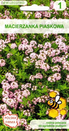 MACIERZANKA piaskowa bylina niska zadarnia skalniaki różowa aromatyczna wieloletnia nasiona