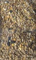 karma dla dzikich ptaków ze słonecznikiem nasiona dla ptaków nasiona 1kg nasion karma dla ptaszków zimujących w Polsce naturalny pastewny odżywczy jadalny skład sklep ogrodniczy kwiateo foto real.jpg