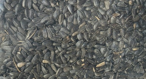 Słonecznik nasiona dla ptaków czasny nasiona 1kg nasion słonecznika karma dla ptaków lub do wysiania naturalny pastewny odżywczy jadalny ziarenka.jpg