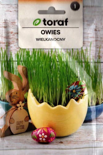 owies wielkanocny do wysiewu do siania nasiona nasionka owsa tradycja ogrodnik ogrodniczy polska wysyłka kurierem i do paczkomatu kwiateo poznań warszawa bieszczady śląsk pl.jpg