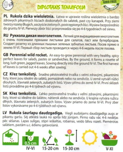 RUKOLA SIEWNA Rokietta siewna nasiona do wysiewu roślina do wielokrotnego zbioru śródziemnomorska roślina sałatkowa sklep ogrodniczy z nasionami w internecie kwiateo opis uprawy