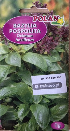 bazylia właściwa pospolita bazylia zielona nasiona do wysiewu zioła.jpg