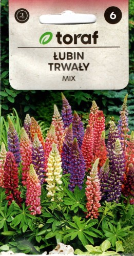 ŁUBIN TRWAŁY nasiona mieszanka kolory (Lupinus polyphyllus) bylina roślina wieloletnia