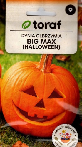 DYNIA OLBRZYMIA 'BIG MAX' (Cucurbita maxima) nasiona - owoc 20kg smaczna halloween