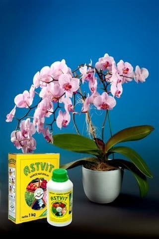 Nawóz ekologiczny ASTVIT STORCZYK koncentrat płynny 500ml do storczyków phalaenopsis dendrobium cambria wanda