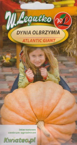 DYNIA OLBRZYMIA 'Atlantic Giant' (Cucurbita maxima) nasiona - owoc do 300kg