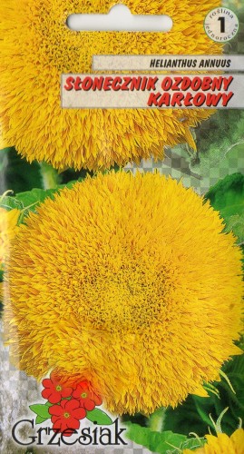 SŁONECZNIK OZDOBNY karłowy PEŁNY żółty 50-80cm nasiona