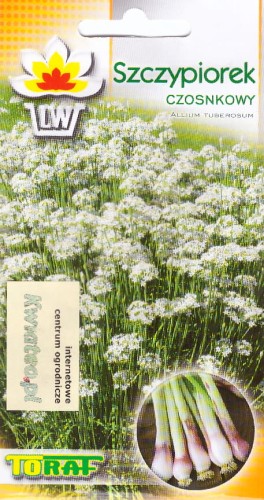 SZCZYPIOREK CZOSNKOWY (Allium tuberosum) - nasiona wieloletni