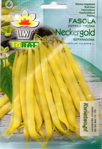 FASOLA TYCZNA ŻÓŁTA 'Neckargold' żółtostrąkowa bezłykowa nasiona żółte strączki