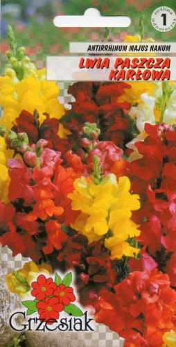 LWIA PASZCZA niska karłowa mieszanka kolorów - nasiona