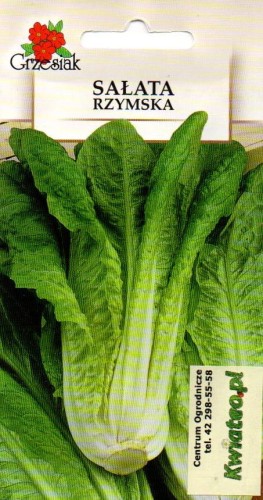 SAŁATA RZYMSKA nasiona do wysiewu (Lactuca sativa) wzniesiona wydłużona duże główki delikatny smak