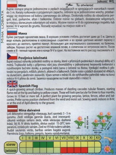 mina lobata ogrodowa nasiona do wysiewu roślina jednoroczna ogrodnik sklep ogrodniczy kwiateo toraf polska łódź warszawa kraków wysyłka kurierem uprawa